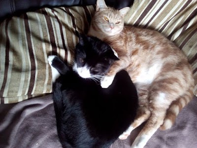 Photo associated with Pawsitively Purrfect Pet Services