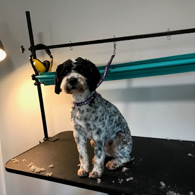 Photo associated with Village Dog Grooming