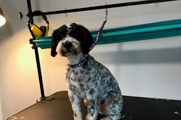 Photo associated with Village Dog Grooming