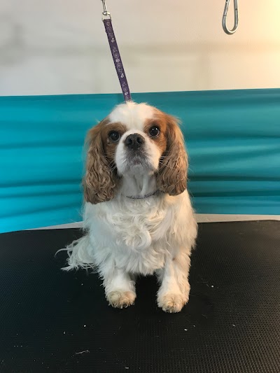 Photo associated with Village Dog Grooming