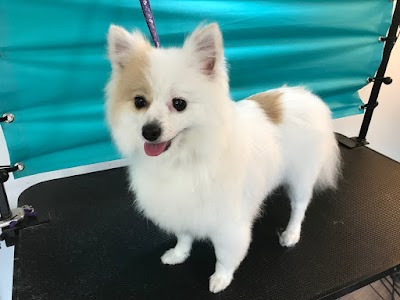 Photo associated with Village Dog Grooming