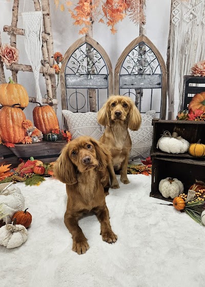 Photo associated with Dog Grooming Beeston