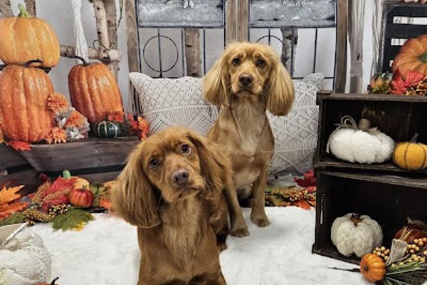 Photo associated with Dog Grooming Beeston