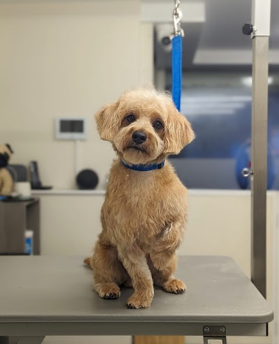 Photo associated with Dog Grooming Beeston
