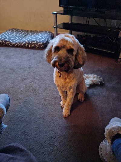 Photo associated with Dog Grooming Beeston