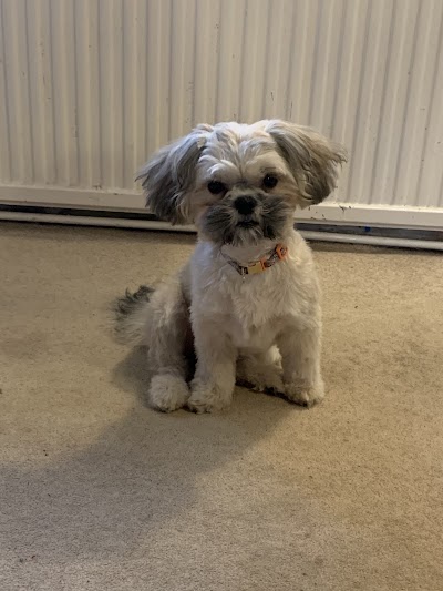 Photo associated with Go Paws Up Dog Grooming