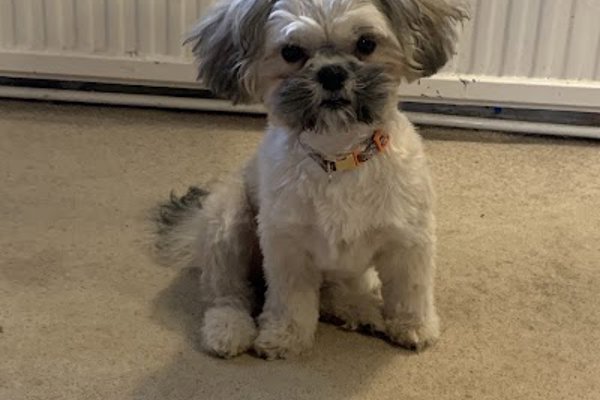 Photo associated with Go Paws Up Dog Grooming