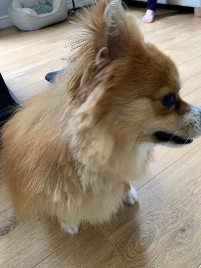 Photo associated with Dial a Dog Wash Nuneaton & Bedworth