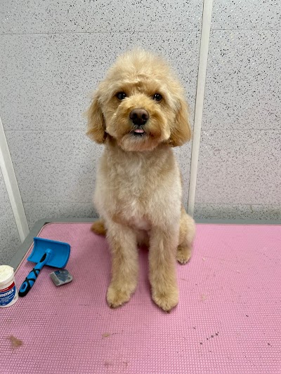 Photo associated with Rob's Dog Grooming