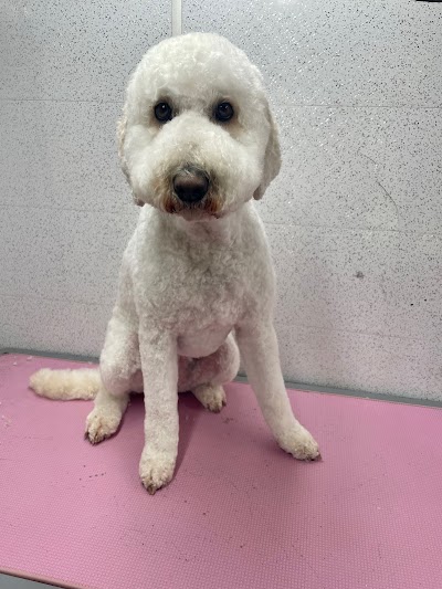 Photo associated with Rob's Dog Grooming