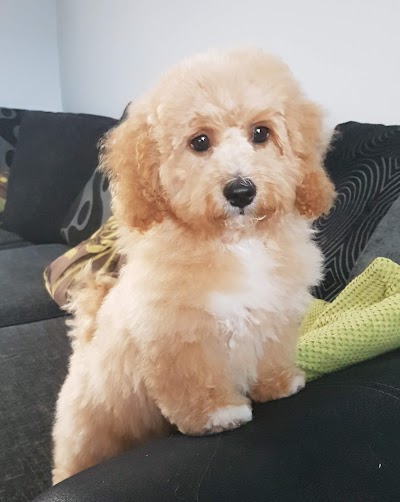Photo associated with Dog Gone Clean Grooming