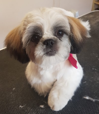Photo associated with Dog Gone Clean Grooming