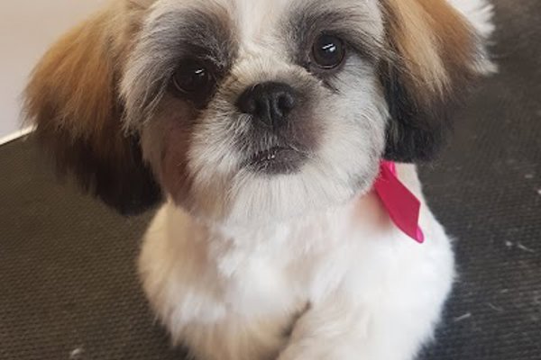 Photo associated with Dog Gone Clean Grooming