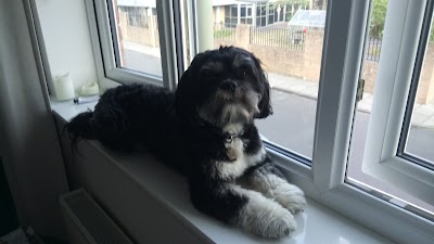 Photo associated with Shaggy Dog Grooming
