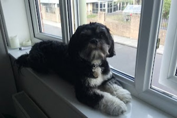 Photo associated with Shaggy Dog Grooming