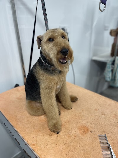 Photo associated with Barks and Bubbles Canine Grooming