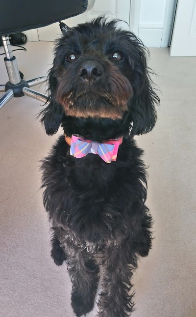 Photo associated with Whiskers and Waggy tails
