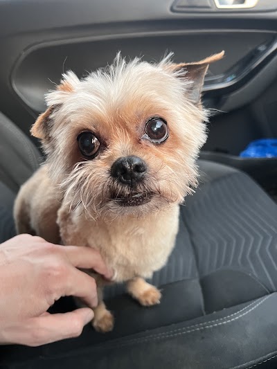 Photo associated with Whiskers and Waggy tails