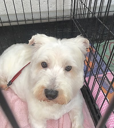 Photo associated with Barking Cuts