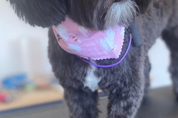 Photo associated with Sparkle Pup Grooming Room