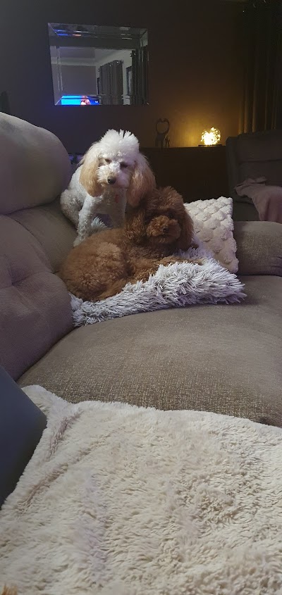 Photo associated with The Dog's Body