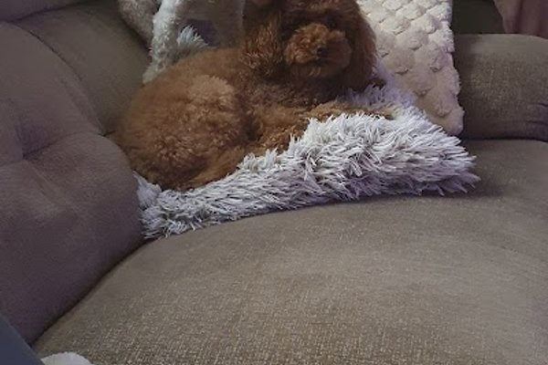 Photo associated with The Dog's Body