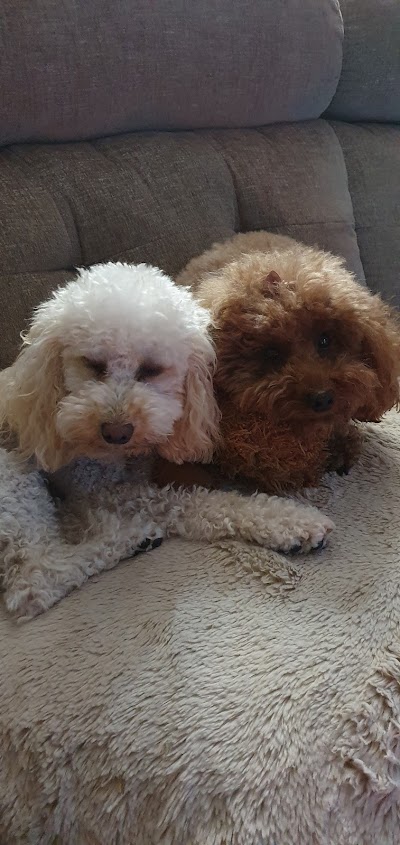 Photo associated with The Dog's Body