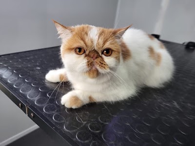 Photo associated with Groomed to Purrfection