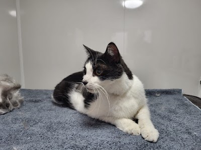 Photo associated with Groomed to Purrfection