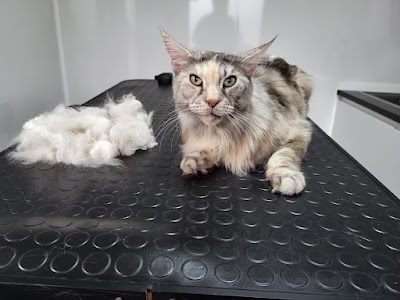 Photo associated with Groomed to Purrfection