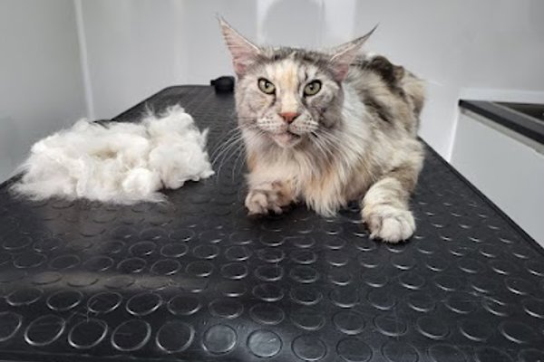 Photo associated with Groomed to Purrfection