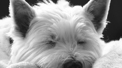 Photo associated with Poppy's Pawsome Pups Dog Groomers Lisburn