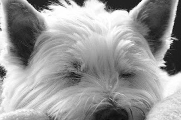 Photo associated with Poppy's Pawsome Pups Dog Groomers Lisburn