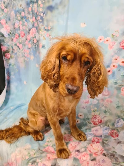 Photo associated with Poppy's Pawsome Pups Dog Groomers Lisburn