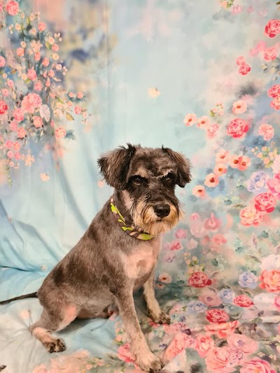 Photo associated with Poppy's Pawsome Pups Dog Groomers Lisburn