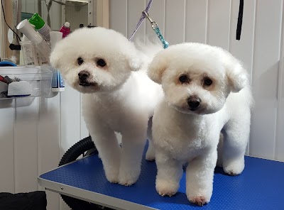 Photo associated with Dog & Cat grooming By: Cleo Lacort
