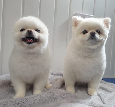 Photo associated with Dog & Cat grooming By: Cleo Lacort