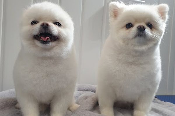 Photo associated with Dog & Cat grooming By: Cleo Lacort