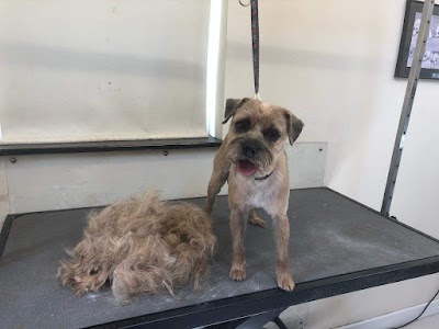 Photo associated with Oh My Dog