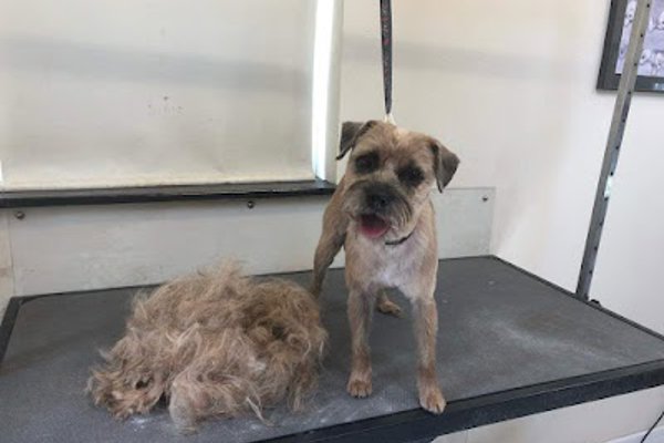 Photo associated with Oh My Dog