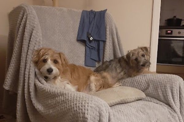 Photo associated with Doggie Chops - Fully Qualified Dog Groomer
