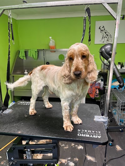 Photo associated with Edward Scissorpaws Dog Stylist