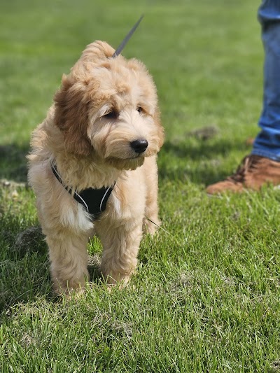 Photo associated with Just Barking Dog Grooming and Dental Care