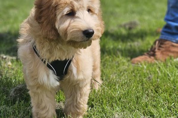 Photo associated with Just Barking Dog Grooming and Dental Care