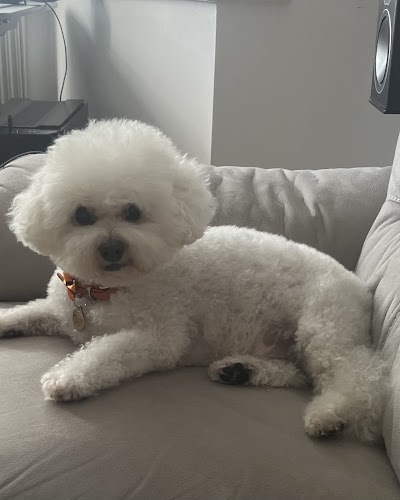 Photo associated with Just Barking Dog Grooming and Dental Care