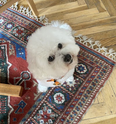 Photo associated with Just Barking Dog Grooming and Dental Care