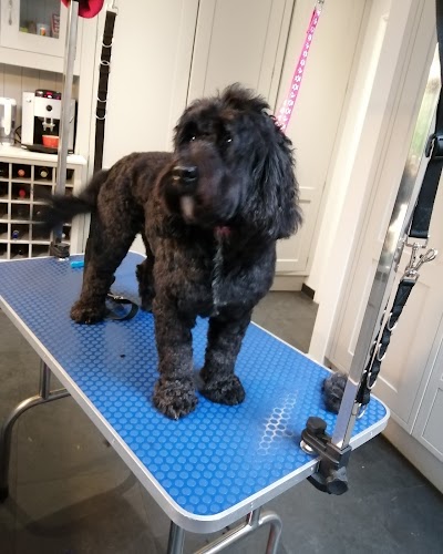 Photo associated with Mia the Fur Stylist, mobile dog grooming.