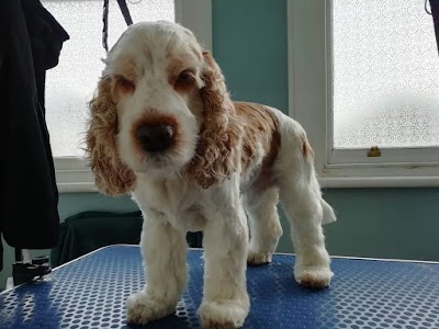 Photo associated with Mia the Fur Stylist, mobile dog grooming.