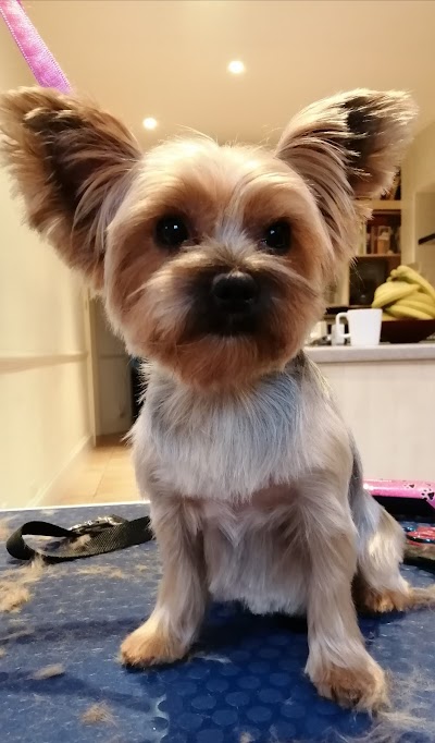 Photo associated with Mia the Fur Stylist, mobile dog grooming.
