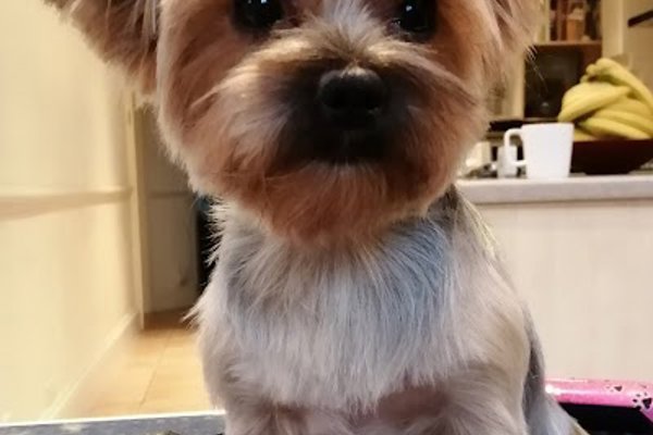 Photo associated with Mia the Fur Stylist, mobile dog grooming.